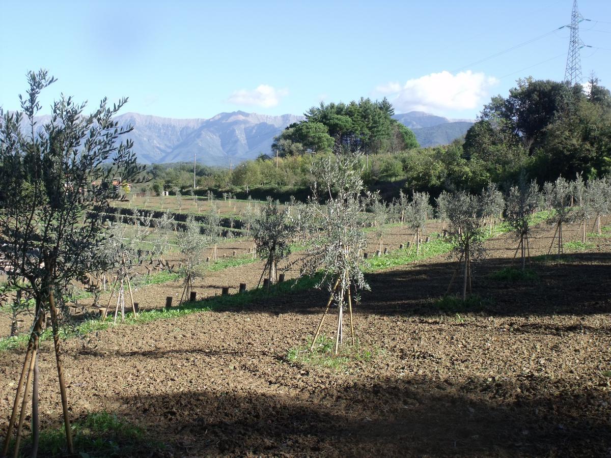 B&B Podere Montese 卢尼贾纳自由镇 外观 照片